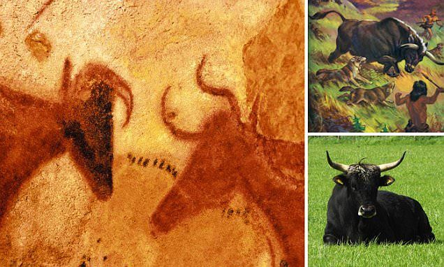 The extinct heavy cattle could graze European plains again, as scientists are trying to 'resurrect' them from genes found in modern cattle. Aurochs were recorded by cave men in striking paintings at Lascaux, France, 17,000 years ago. An example of one of the paintings is shown above