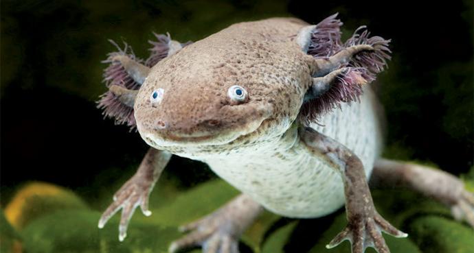 Wild Axolotl Salamander