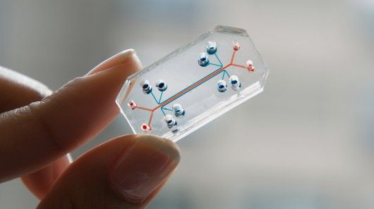 Emulate's lung-on-chip, seen here, is lined with human lung and blood vessel cells 