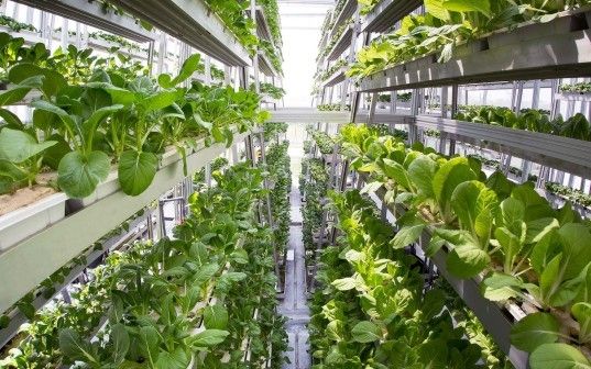 Sky Greens, vertical farming, vertical farming Sky Greens, vertical farming Singapore, vertical farming INDEX