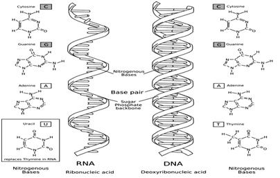 DNA deoxyribonucleic