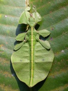 LeafInsect